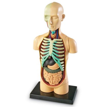 Демонстрационная модель Система органов тела человека 3