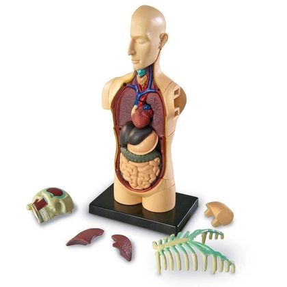 Демонстрационная модель Система органов тела человека 2