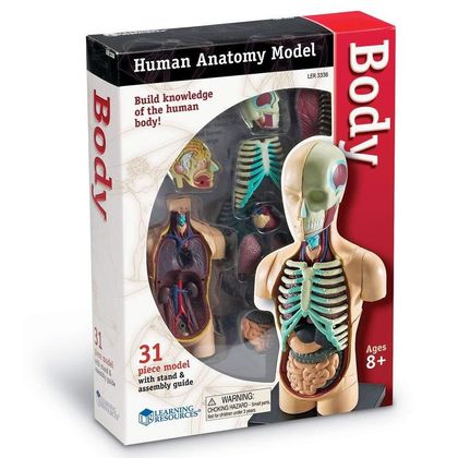 Демонстраційна модель Система органів тіла людини 4