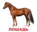 Навчальні картки Свійські тварини картон російська мова
