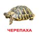 Навчальні картки Свійські тварини картон російська мова
