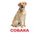 Учебные карточки Домашние животные картон русский язык
