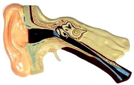 Барельефная модель Строение уха человека 1