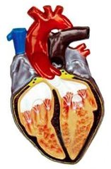 Барельефная модель Строение сердца человека 1