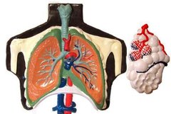 Барельєфна модель Будова легенів людини 1